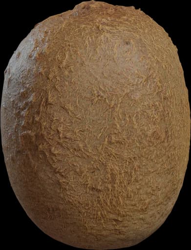 Food Kiwi 01