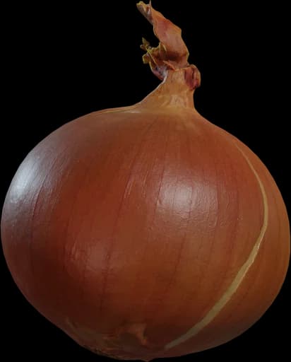 Yellow Onion